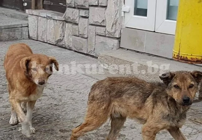 Жена получи инфаркт след нападение от кучета