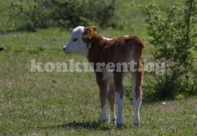 Мъж задигна теле на съселянка