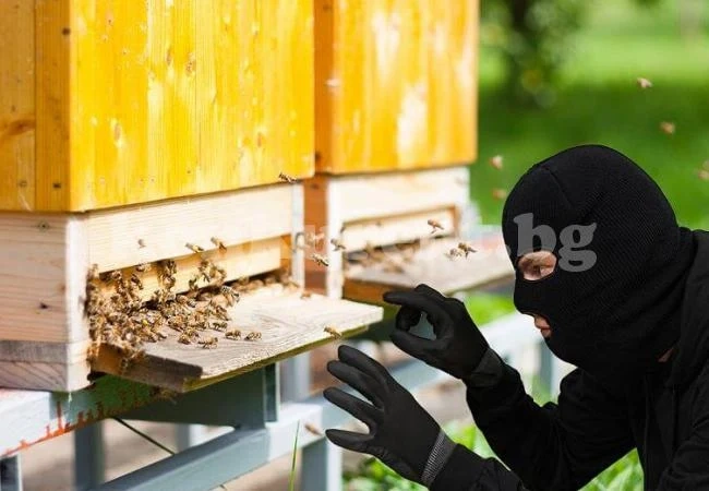 Задигнаха кошери за 4200 лв.