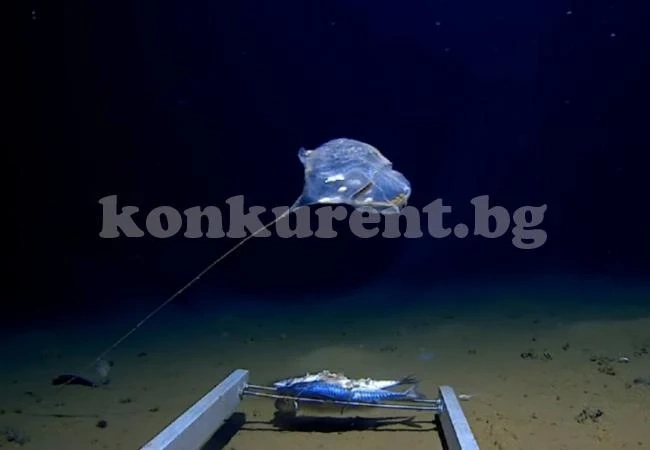 Невероятно създание бе заснето в дълбините на Индийския океан (ВИДЕО)