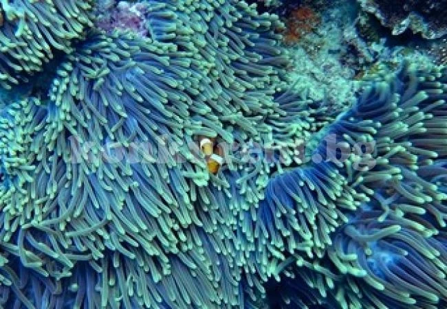 Туризмът застрашава коралите в Червено море