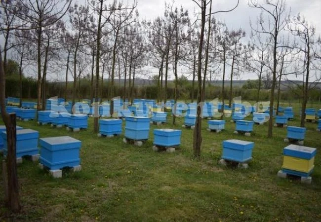Биопроизводител увеличи кошерите си с ин витро процедури на пчели
