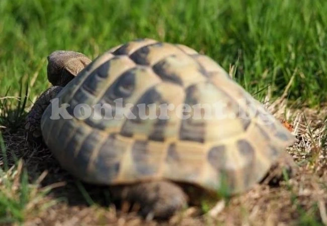 Арести заради 30 костенурки от защитен вид