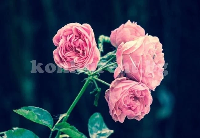 5 съвета за отглеждането на красиви рози