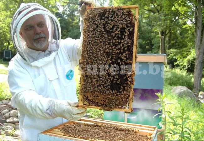 Тровят меда с химикали за растителна защита