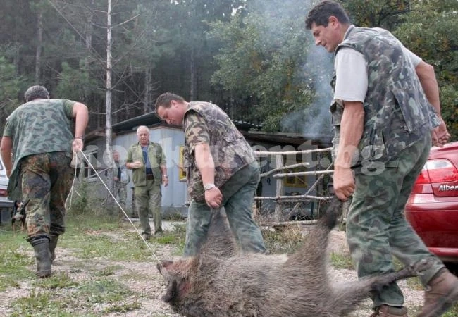 Авджии искат премахване на забраната за лов на диви прасета
