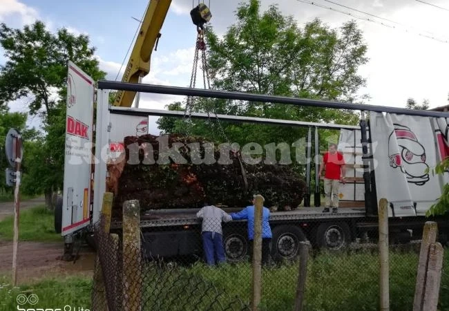 Отсякоха огромна топола край река Цибрица