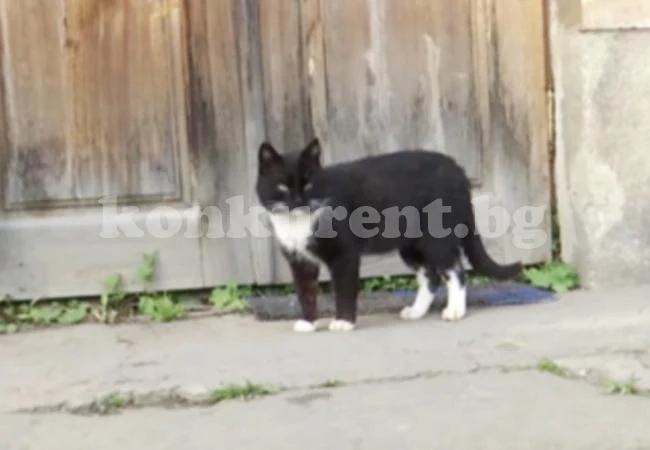 Котарак мина 300 км, за да се върне в манастир (ВИДЕО)