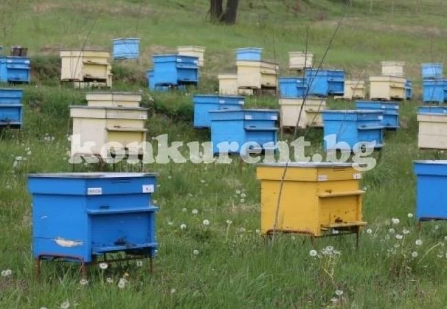 Важно за пчеларите, ще пръскат в ..