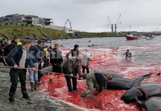 Рибари избиха брутално повече от 150 делфини, боядисаха целия залив в кърваво (СНИМКИ 18+)