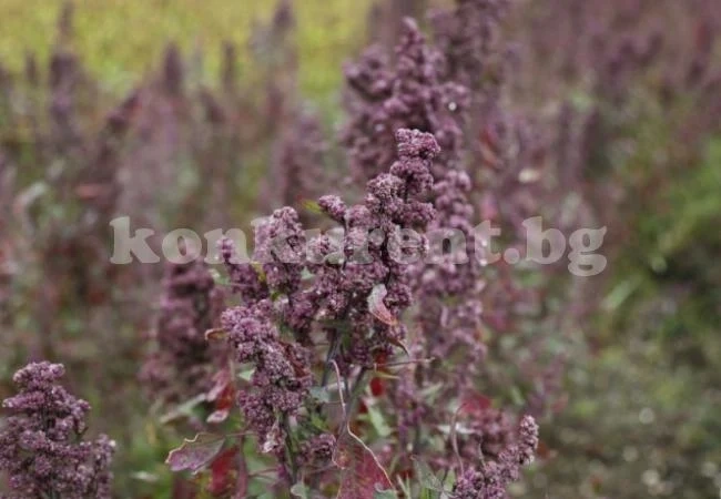 Киноа – културата, която пленява страна след страна