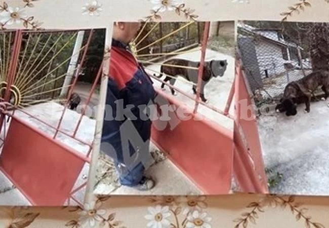 Оставиха в ареста собственика на кучетата, убили мъж в с. Владо Тричков
