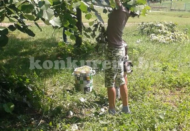 Акт за лице, отсичащо нерегламентирано клони от дървета