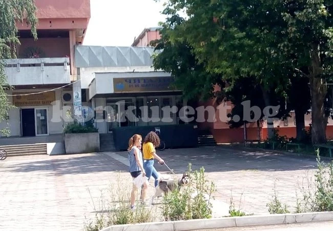 Сигнал от Криводол: Плевели избуяха край общината СНИМКИ