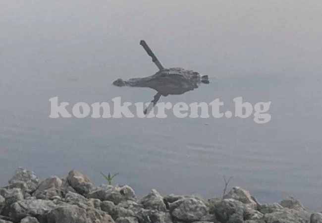 Алигатор със забит в главата нож си плува в езеро в Тексас (СНИМКА)