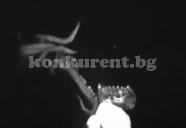 Чудовище от дълбините. Гигантски калмар опита да изяде... (ВИДЕО)