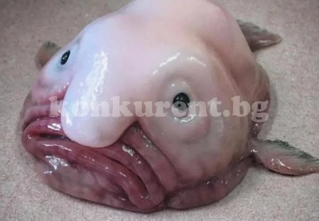 Откриха най-тъжната риба във всички морета и океани (СНИМКИ)