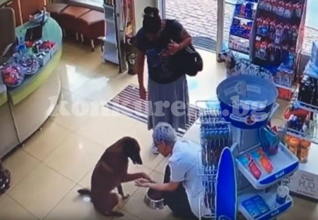Куче с ранена лапа потърси помощ в аптека
