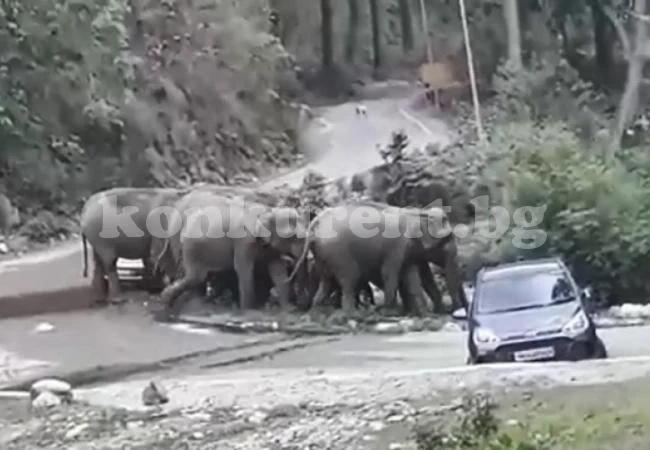 Стадо слонове помете колите на туристи, за да премине (ВИДЕО)