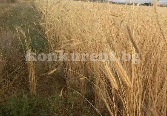 Наглец ожъна чужда нива и отмъкна реколтата от нея