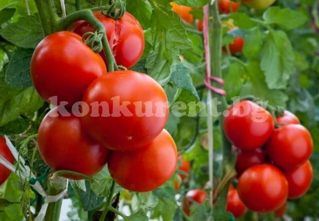 Вижте кой и защо не може да яде домати