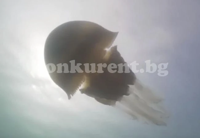 Заснеха невиждано чудовище с размерите на човек във водите край Корнуол (ВИДЕО)