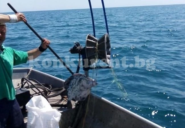 Заблуждават ни с балтийски калкан менте