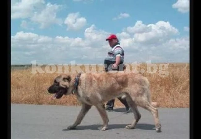 Огромно куче нахапа дете по лицето във врачанско село