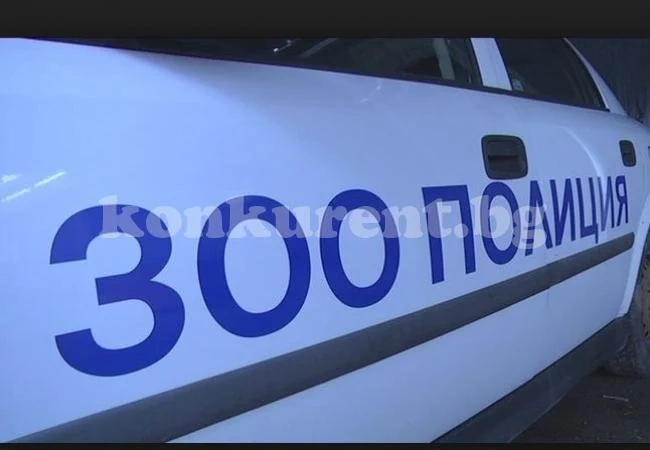 Откриха мъртви кучета в нива