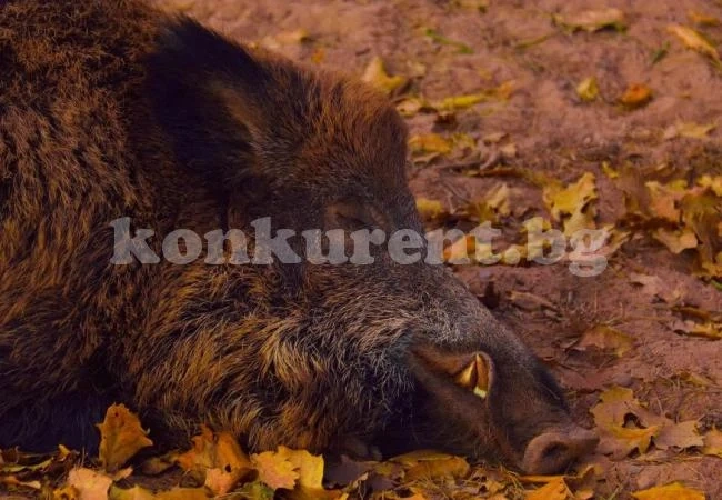 Потвърдиха африканска чума при мъртъв глиган край Дунав