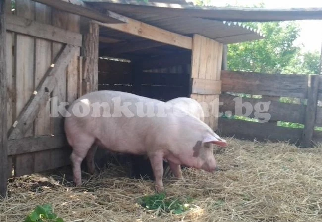 Само трима общински кметове в Монтанско са преброили прасетата