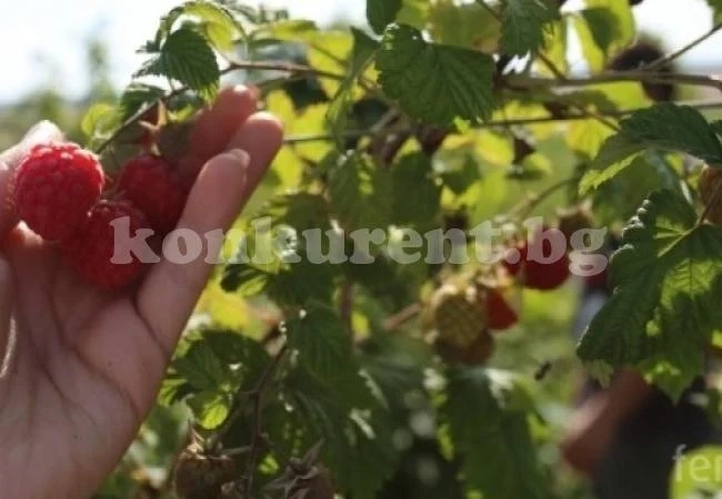 Ето къде можете да изкарате пари това лято