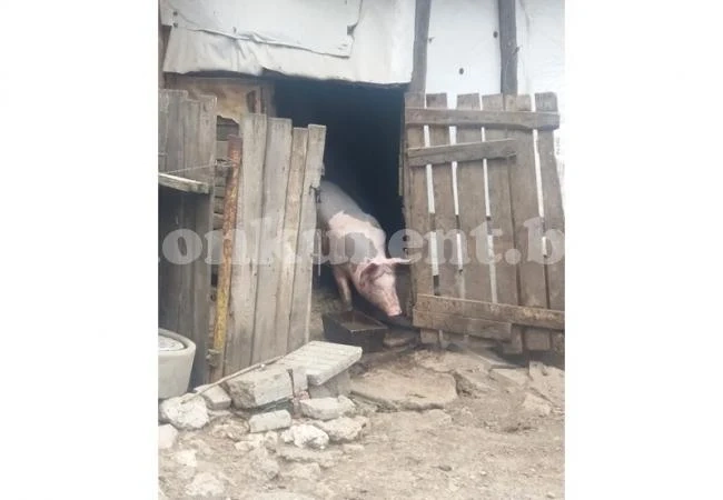 Коледа посред лято за собствениците на прасета край Враца