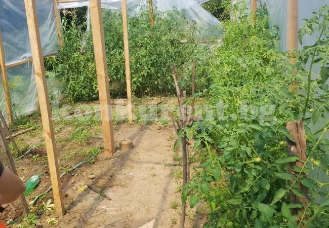 Разбиха наркооранжерия, иззеха 15 кг. канабис (СНИМКИ)