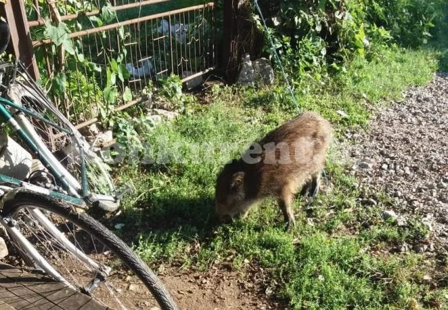 Диво прасе излезе в Бели извор СНИМКА