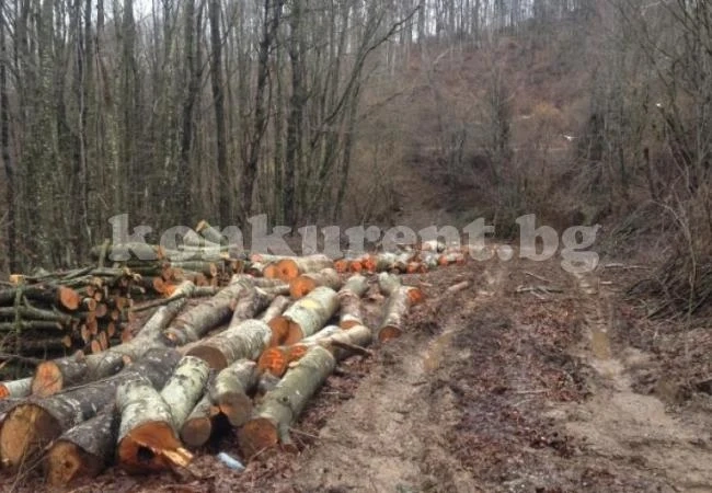 Спипаха горски в болничен да превозва незаконно дърва