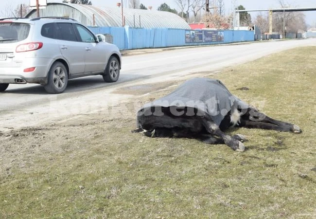 Шофьор блъсна и уби на място крава на пътя