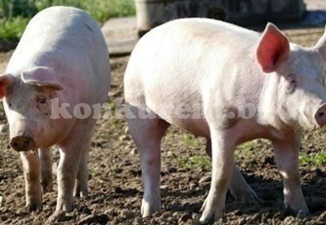 Потвърдиха африканска чума по свинете в Сърбия, Русия спира месото от там