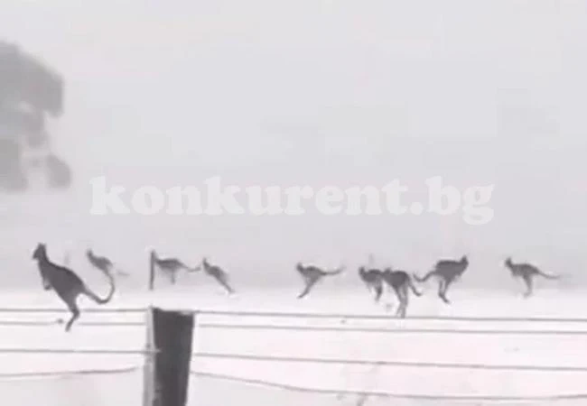 Студ в Австралия. Снимаха как кенгурута скачат в снега (ВИДЕО)