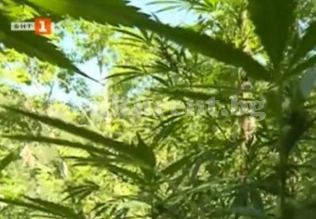 Откриха около 200 дка канабисови насаждения