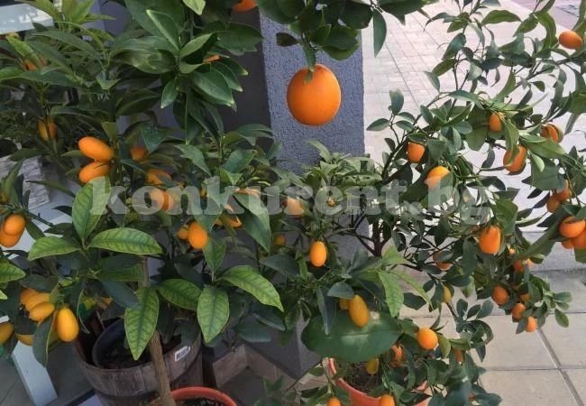 Потопете във вода изсъхналите саксийни растения