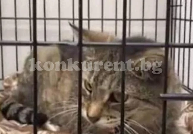 Изчезнала котка бе намерена след 11 години скитане