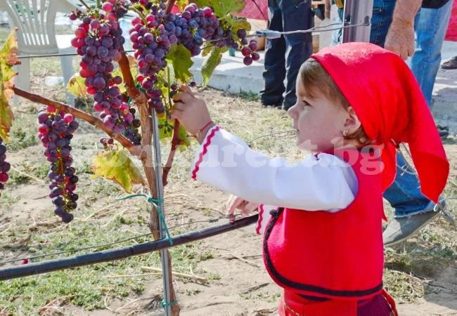 Дадоха начало на гроздобера с тържествен ритуал във Видинско