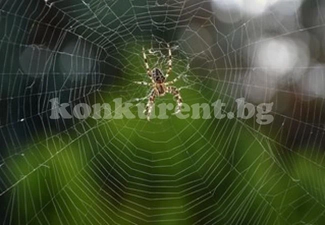 Кой е прадядото на паяците и скорпионите