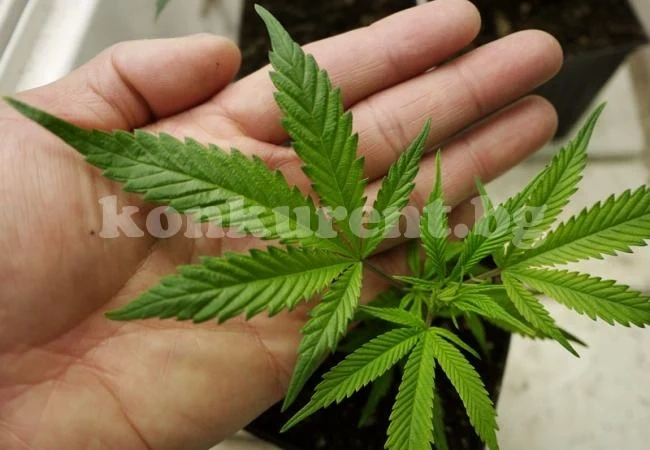 „Ожънаха“ канабис в задния двор на селска къща във Враняк