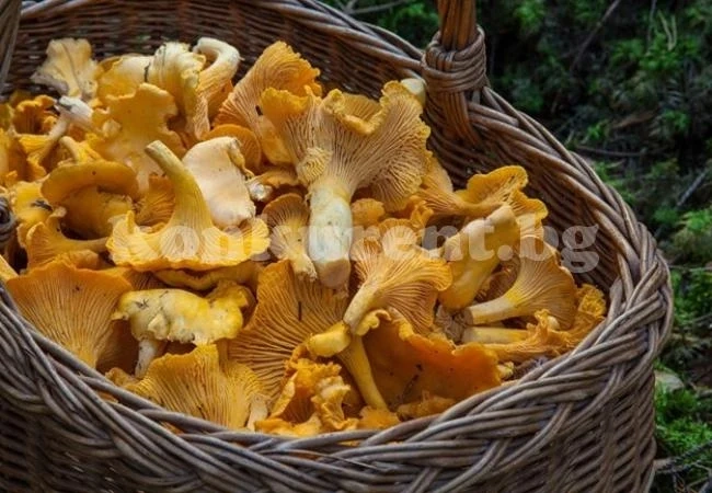 Лечението с гъби може да спаси човек