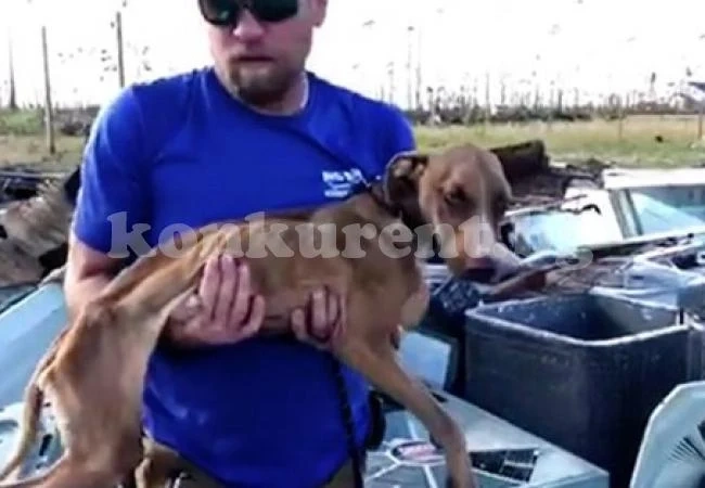 Спасиха куче оцеляло след урагана Дориан