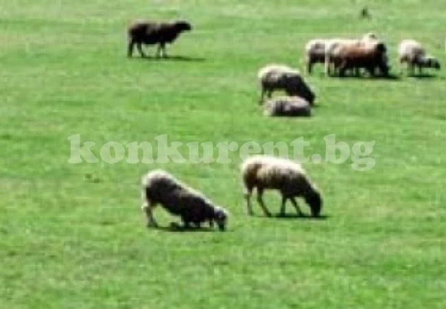 Камион блъсна стадо с кози