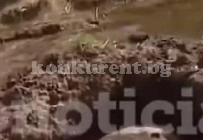 Рибари се натъкнаха на гигантско 1 тонно създание (ВИДЕО)