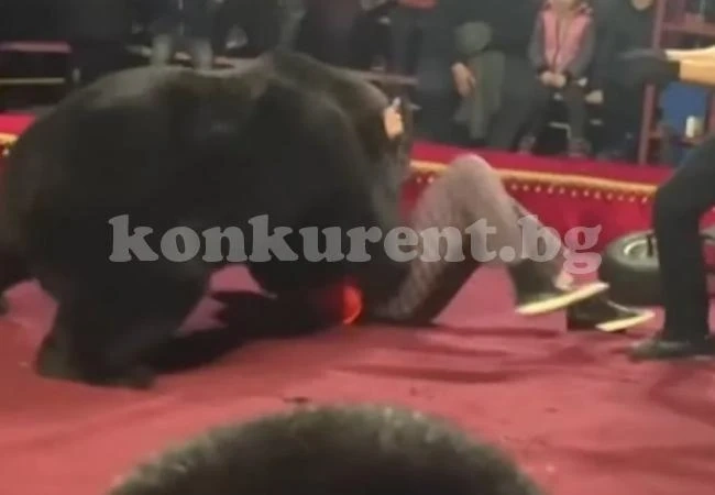 Мечка нападна дресьора си по време на цирково шоу ВИДЕО